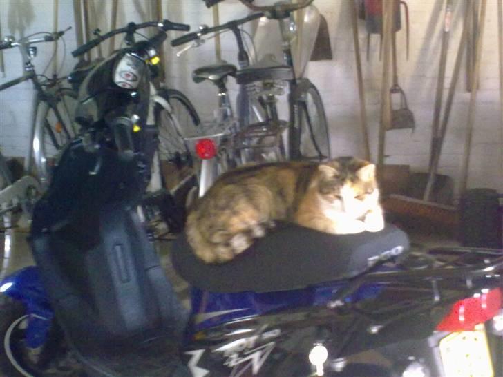 PGO hot 50 SOLGT - hotten og missen billede 11