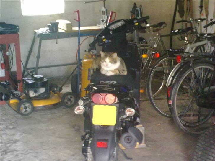 PGO hot 50 SOLGT - ikke kun mig som kan lide hotten billede 12