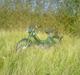 Puch MAXI K