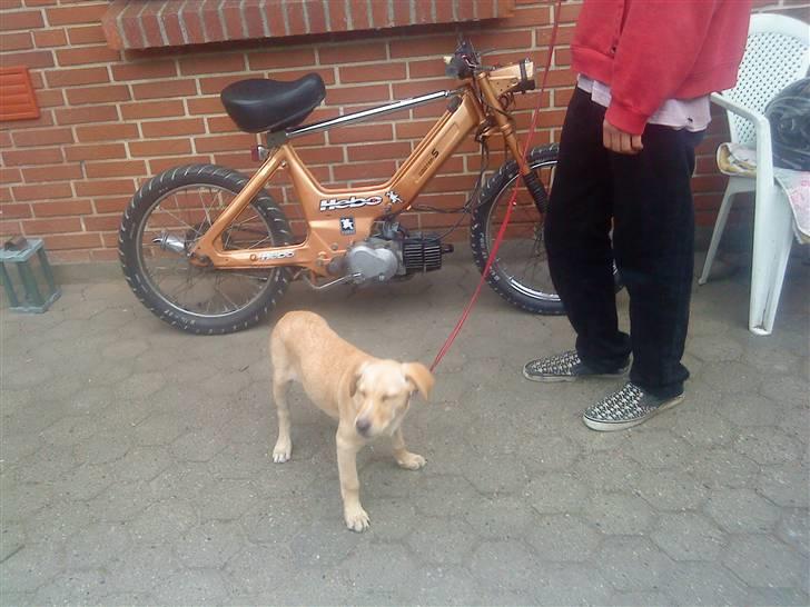 Puch maxi k™<(TL)> solgt billede 1