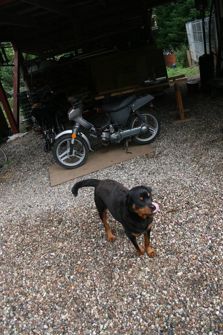 Honda Wallaroo billede 8