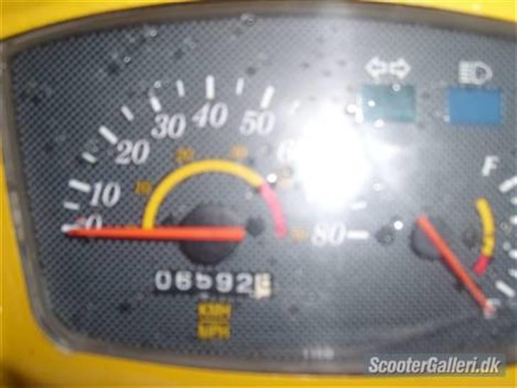 Adly silverfox billede 2