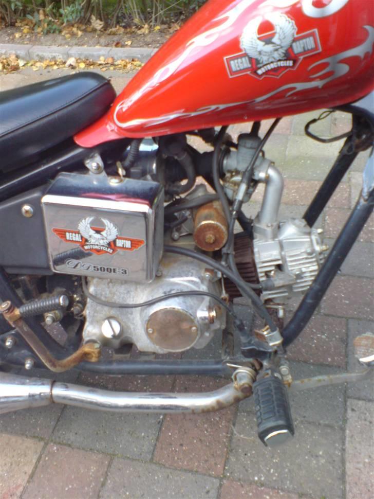 Regal Raptor TILSALG billede 7