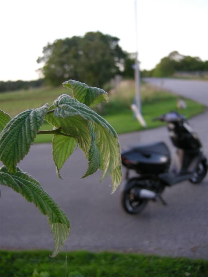 Aprilia Sonic  billede 3