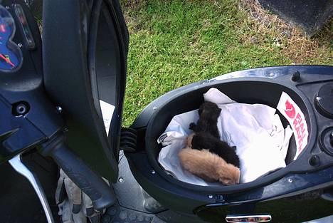 Aprilia Sonic solgt billede 12