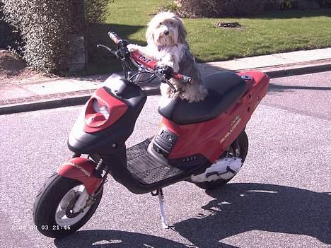 PGO Hot 50 ~ brændt ~ - min hund der kom til bage efter en hæsblæsende tur :p billede 15