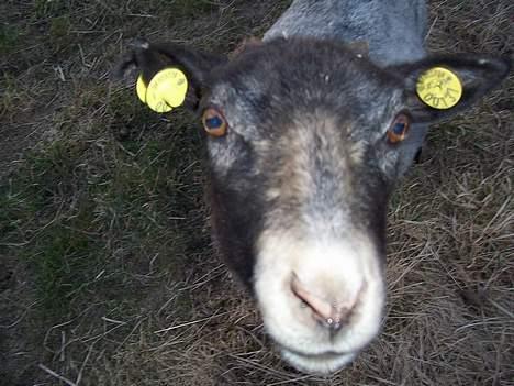 Yamaha Slider (Solgt) billede 13