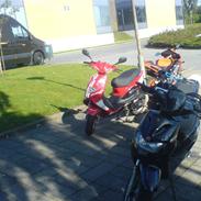 TGB Pegasus 303 r hawk bad snake (er solgt til min søster)