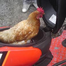 Aprilia  Sonic byttet til jog