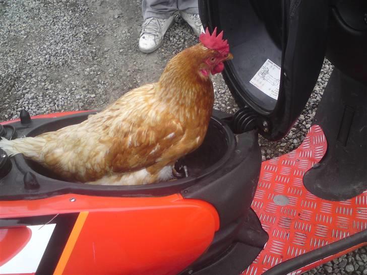 Aprilia  Sonic byttet til jog billede 2