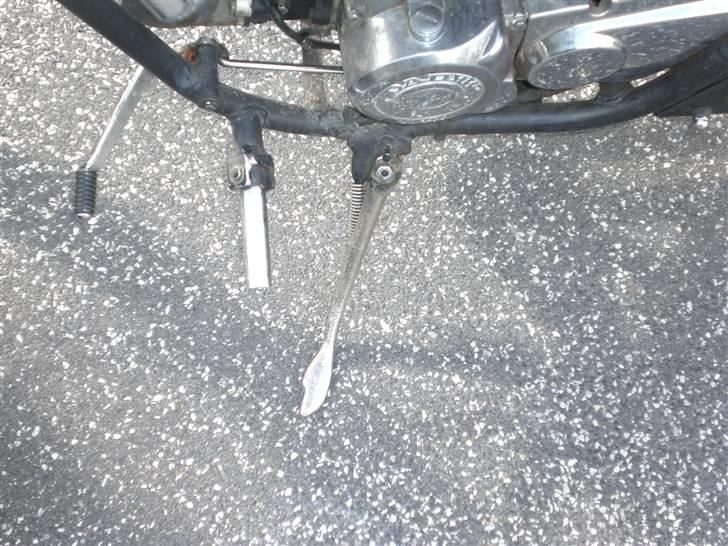 Regal raptor - før billede 1