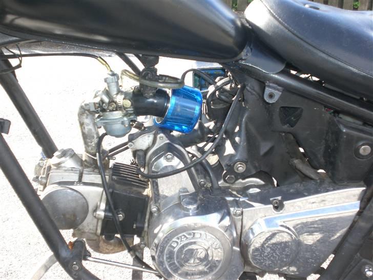 Regal raptor billede 3