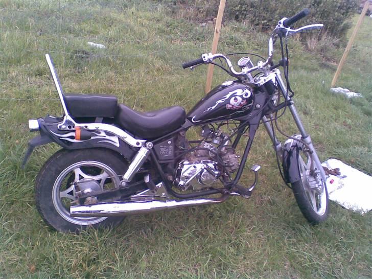 Regal raptor >solgt< billede 2