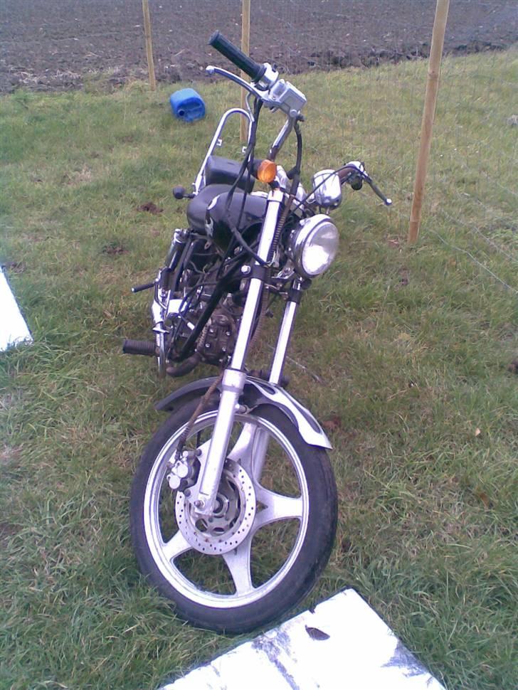 Regal raptor >solgt< billede 3