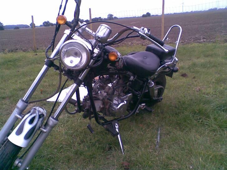 Regal raptor >solgt< billede 4