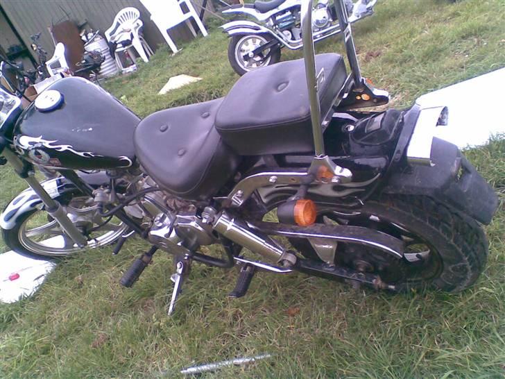 Regal raptor >solgt< billede 5