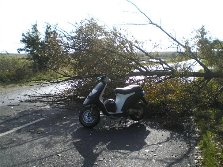 Piaggio Typhoon "SOLGT" billede 4