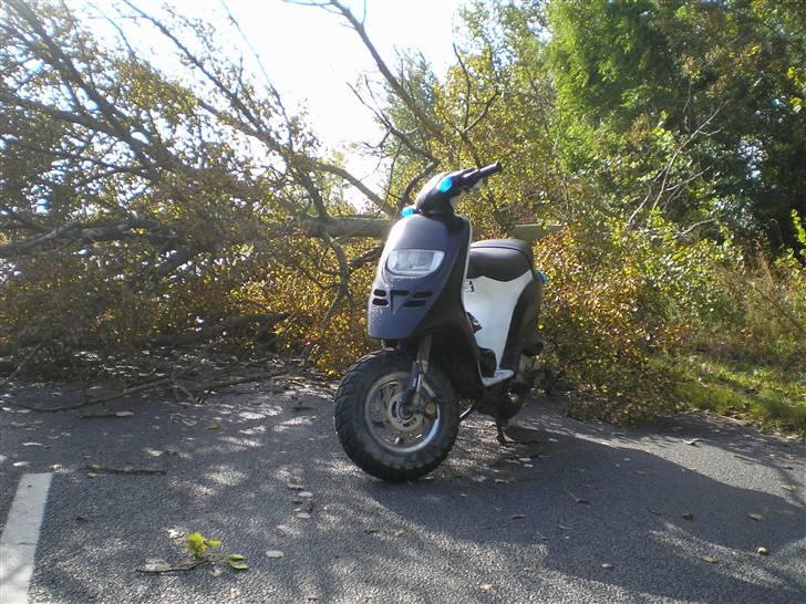 Piaggio Typhoon "SOLGT" billede 6
