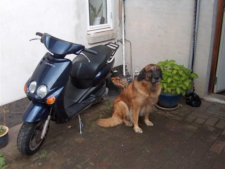 Yamaha neos - lige da jeg havde købt den billede 7