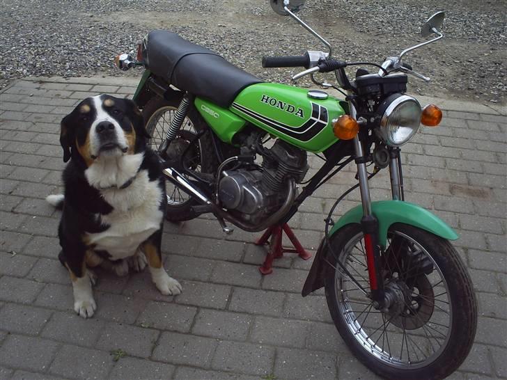 Honda CB 50. SOLGT ! - Her sammen med hunden. 65 kg´s BERNER SENNEN. billede 1