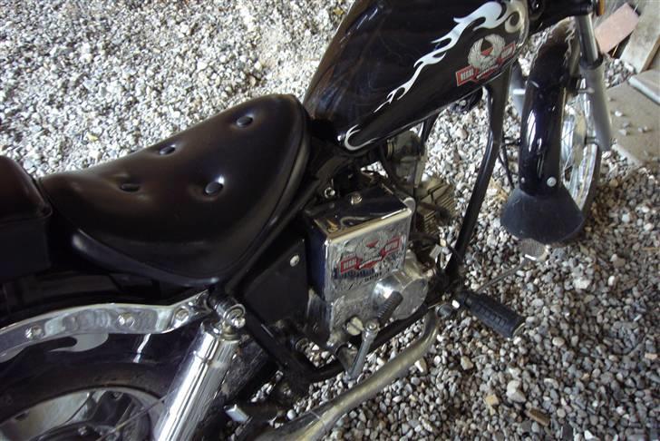 Regal Raptor billede 3