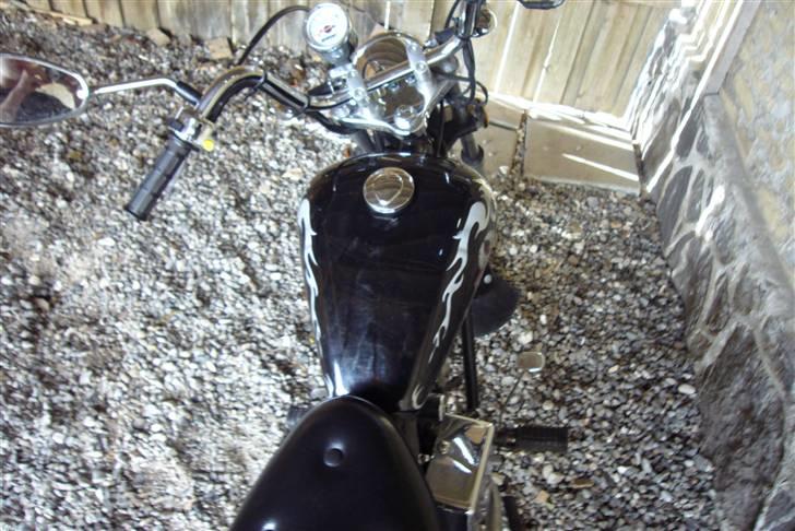 Regal Raptor billede 4