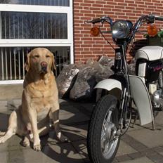 Suzuki FZ50 ( Solgt )