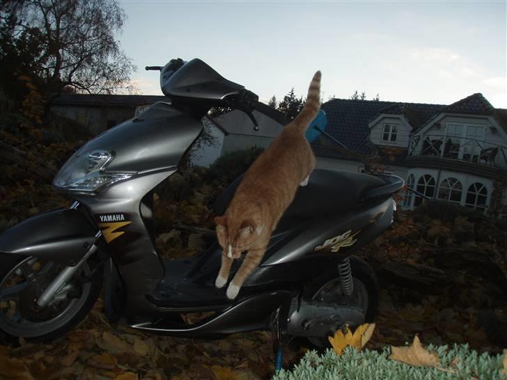 Yamaha Jog R billede 16