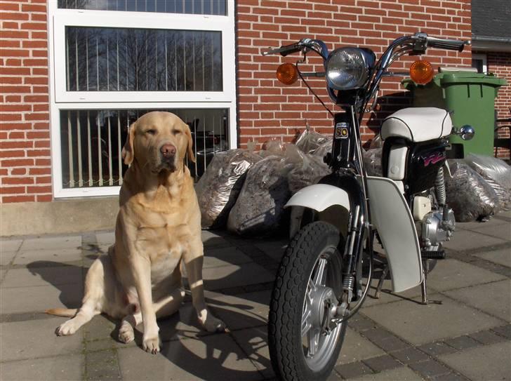 Suzuki FZ50 ( Solgt ) - Tyk hund til venstre :) billede 1