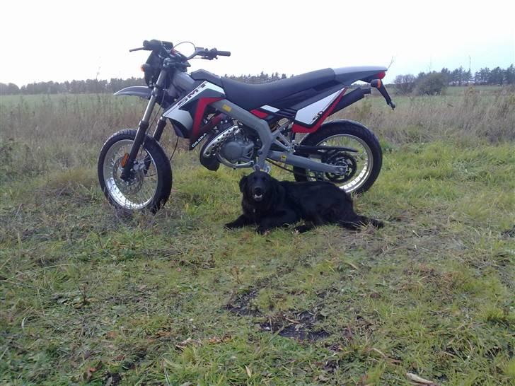 Gilera SMT 50 LC DD - vis i prøver på at tage den, så bliver i skam bidt  af min blodhund (den sover op af den 24-7) billede 8
