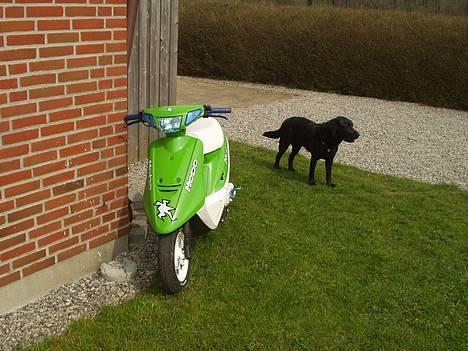 Yamaha Jog FS Kawa - Solgt - Ja den er tiltrækket af joggen.. billede 11