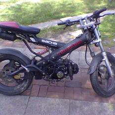 Sachs madass (SOLGT)