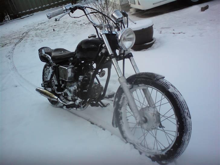 Regal raptor-taget af politiet- billede 1