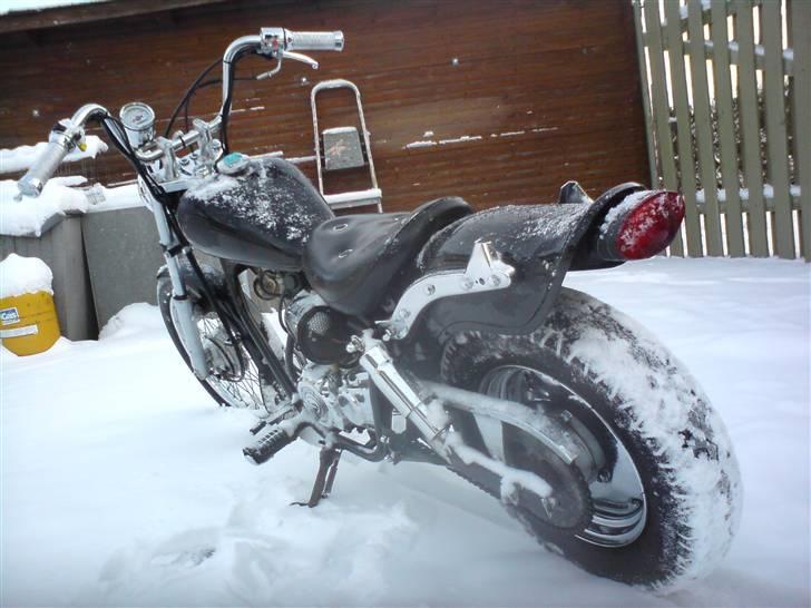 Regal raptor-taget af politiet- billede 3