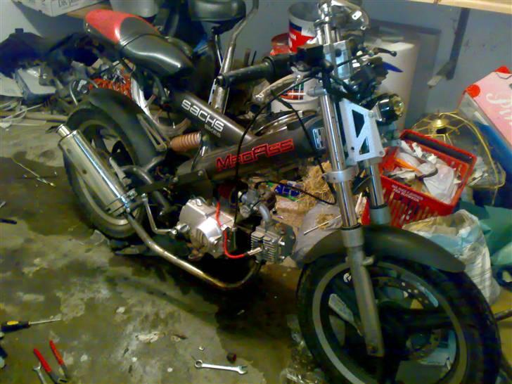 Sachs MADASS (byttet) - så fin hun er  billede 1