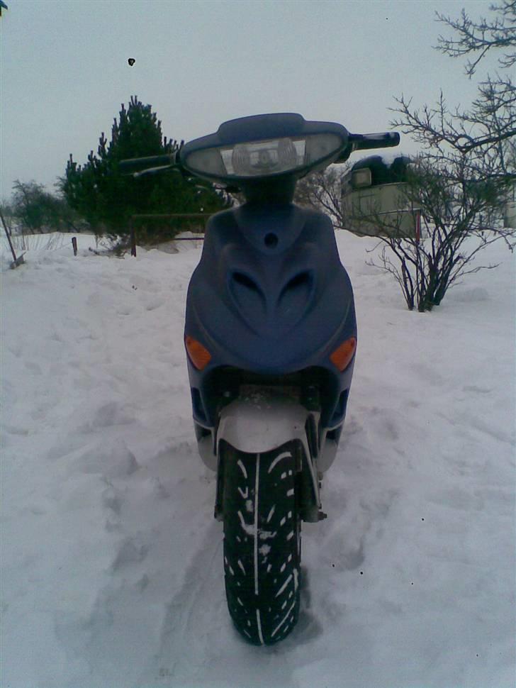 Adly Silverfox billede 4