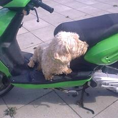 CPI Oliver City(græshoppen)S