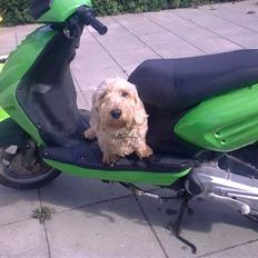 CPI Oliver City(græshoppen)S