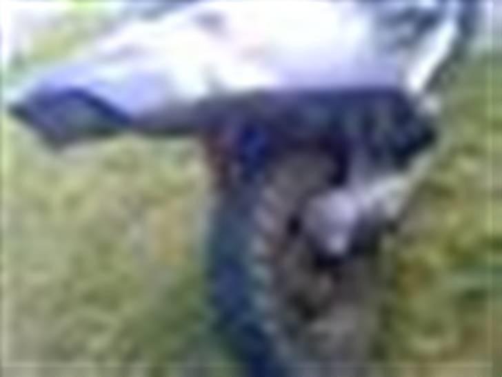 PGO hot 50 billede 2