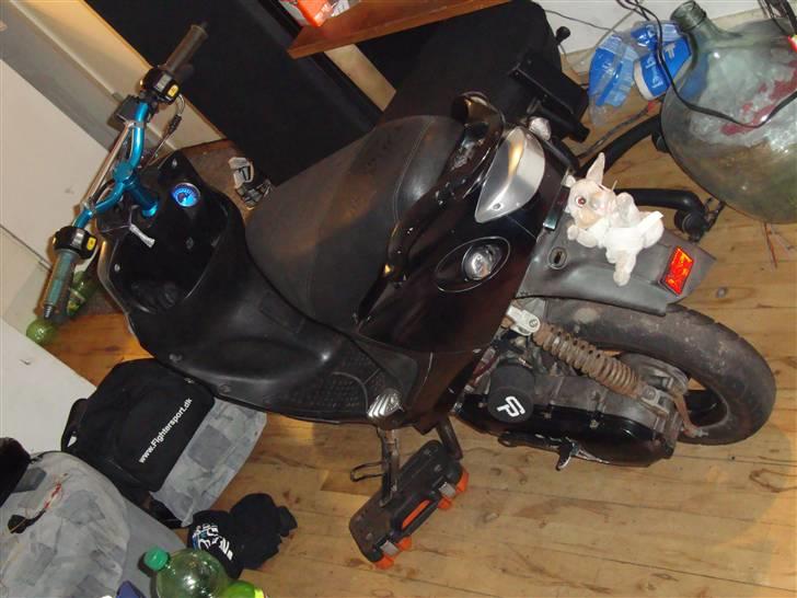 PGO black magic/Chamæleon billede 4