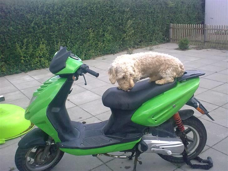 CPI Oliver City(græshoppen)S billede 1