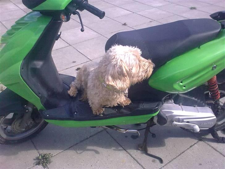 CPI Oliver City(græshoppen)S billede 2