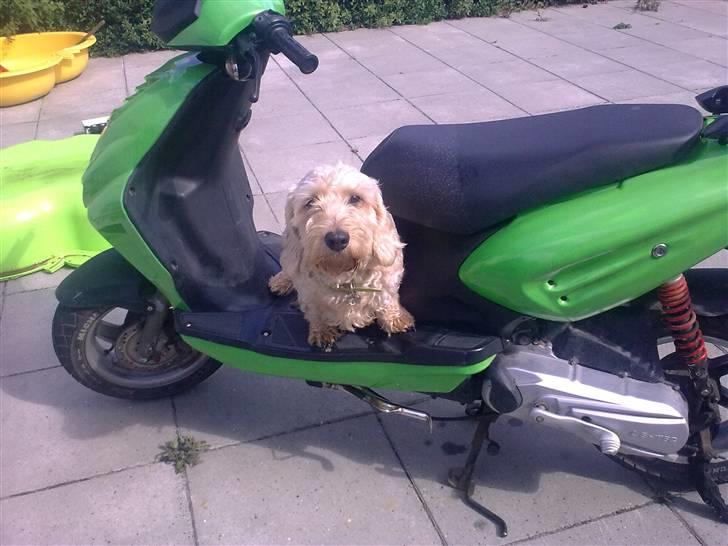 CPI Oliver City(græshoppen)S billede 3