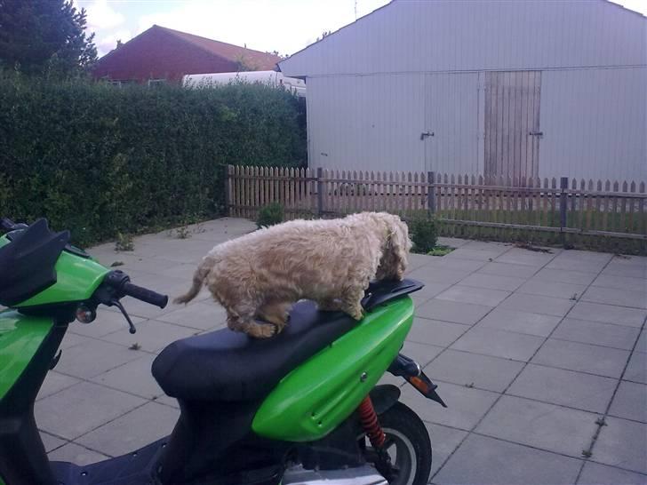 CPI Oliver City(græshoppen)S billede 4