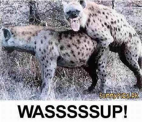 CPI Hussar "solgt -2kasser øl billede 10