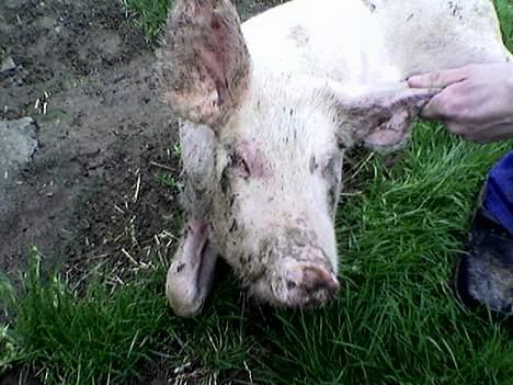 Aprilia Sonic billede 5