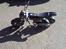Suzuki Street Magic *Solgt*
