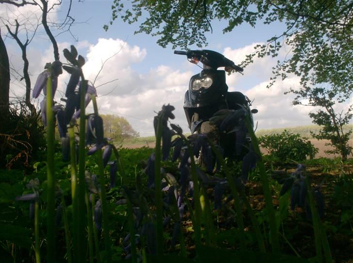 PGO hot 50 billede 2