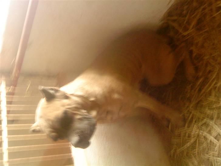 PGO hot 50 (SOLGT) billede 7