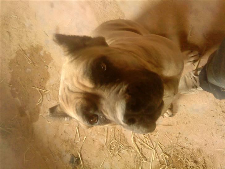 PGO hot 50 (SOLGT) billede 8